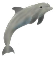 dolphin