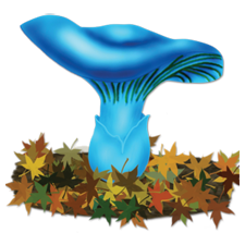 fungus