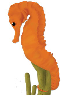 seahorse